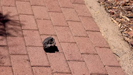 a rock tumbles along a paved walkway.