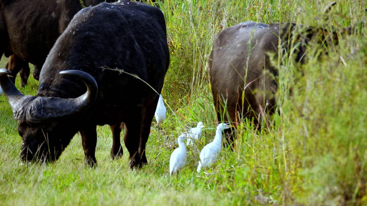 el búfalo africano y la garcilla bueyera blanca cohabitan en sudáfrica