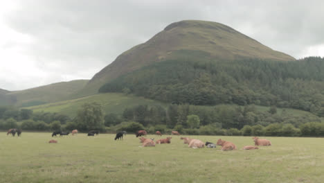 Green-meadow-in-Scale-Force-Waterfall-in-England,-United-Kingdom-surrounded-by-trees-and-bushes,-with-a-hill-in-the-distance