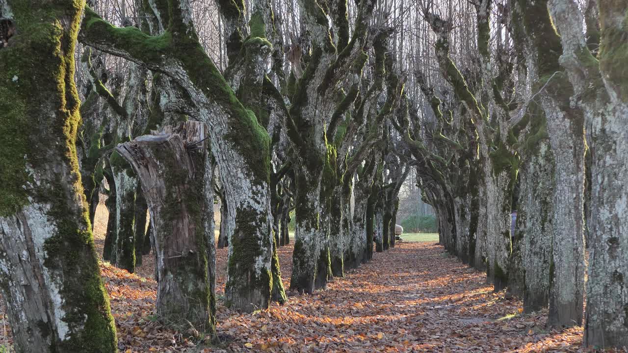 장원의 영토에 있는 오래된 린든 공원, 낙엽이 떨어졌다