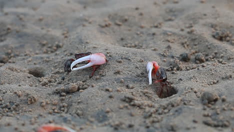 Cangrejos-De-Mar-En-Una-Playa,-Cangrejos-Acuáticos,-Cangrejos-Violinistas,-Cangrejo-Rojo,-Cangrejo-De-Manglar,-Cangrejo-De-Una-Pata