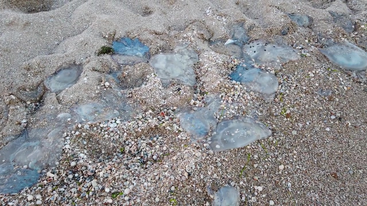 Água-viva na praia. Espécie de água-viva Rhizostoma pulmo. Água-viva morta na areia