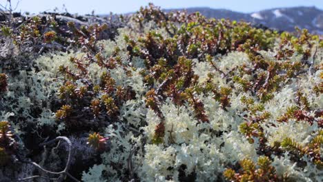 arctic tundra lichen moss close-up. found primarily in areas of arctic tundra, alpine tundra, it is extremely cold-hardy. cladonia rangiferina, also known as reindeer cup lichen.