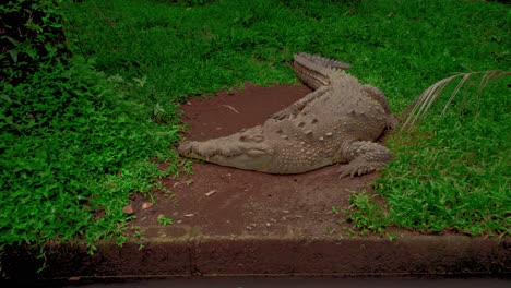 drone flying towards a big crocodile laying by the river