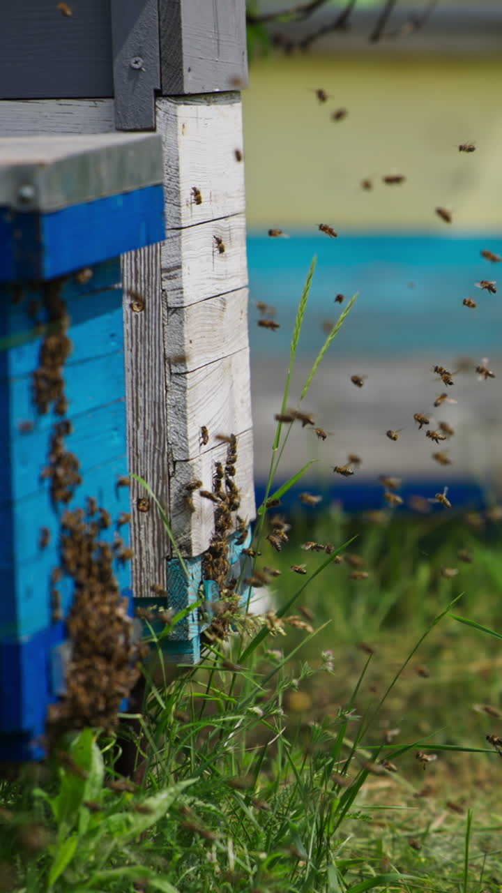Numerous bees coming back to their bee hives. Wooden bee houses at the organic bee keeping farm in summer. Vertical video