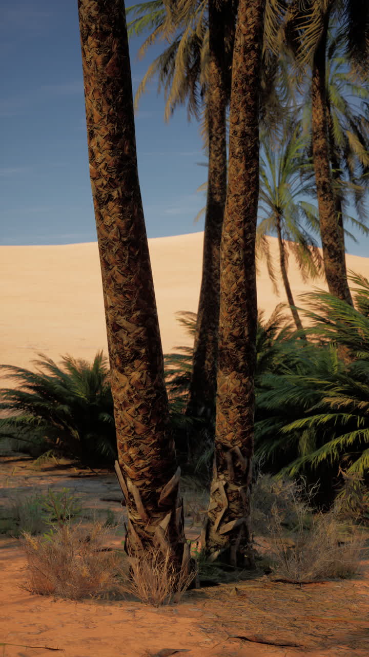 Palm trees in desert