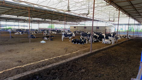 El-Sistema-De-Ducha-Se-Enciende-Para-Que-Las-Vacas-Y-Los-Terneros-Se-Refresquen.