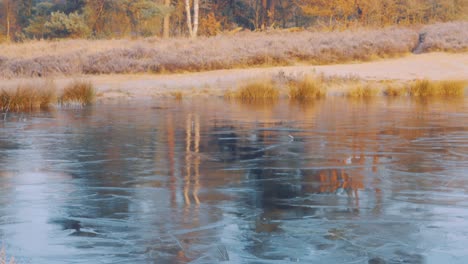 Frozen-lake-and-forest-in-Veluwe-National-Park,-Netherlands,-wide-shot-tilt-up