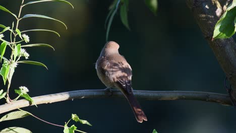 Actuación-En-&quot;The-Shrike&quot;-Marrón,-Con-Cresta-Lanuda