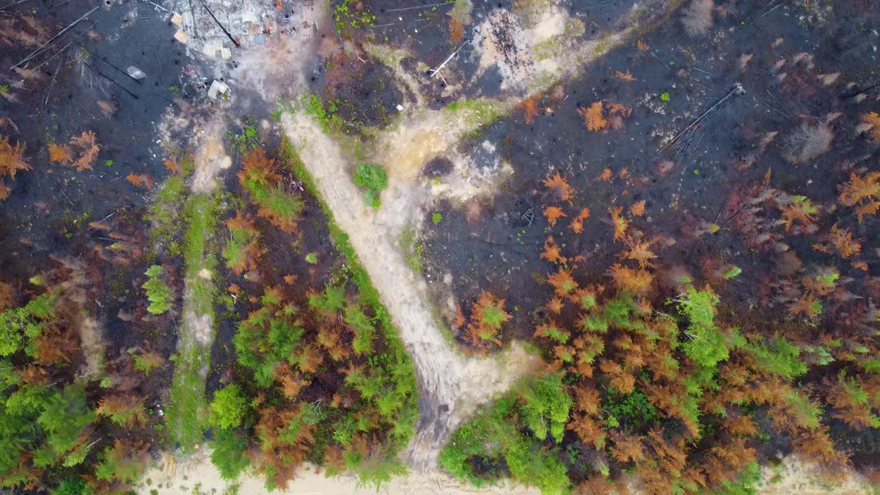 Drone top view of Trees in bare and dry forest due to massive forest fires in Qu&eacute;bec Province, Canada
