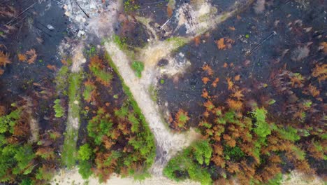 vista de arriba de los árboles en el bosque desnudo y seco debido a los incendios forestales masivos en la provincia de quebec, canadá