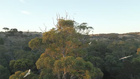 Drone-footage-of-flocks-of-Cockatoos-flying-around-trees-in-the-evening