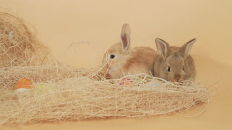 Goldene-Und-Braune,-Flauschige-Hasen,-Die-Auf-Heunest-Ruhen-Und-Knabbern---Statische-Aufnahme-Mittlerer-Hochformatschrift