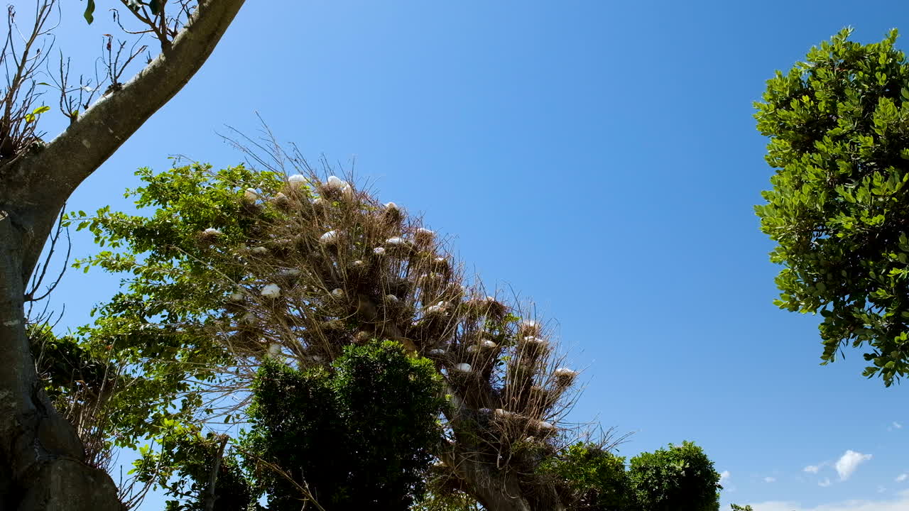 소백로 무리는 번식기에 한 그루의 나무를 차지합니다.