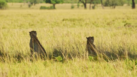 Toma-En-Cámara-Lenta-De-Dos-Guepardos-Tumbados-Y-Sentados-A-La-Sombra-De-Un-árbol-De-Acacia-En-Las-Praderas-De-La-Sabana-Masai-Mara,-Fauna-Africana-En-La-Reserva-Nacional-Masai-Mara,-Kenia,-Animales-De-Safari-Africanos