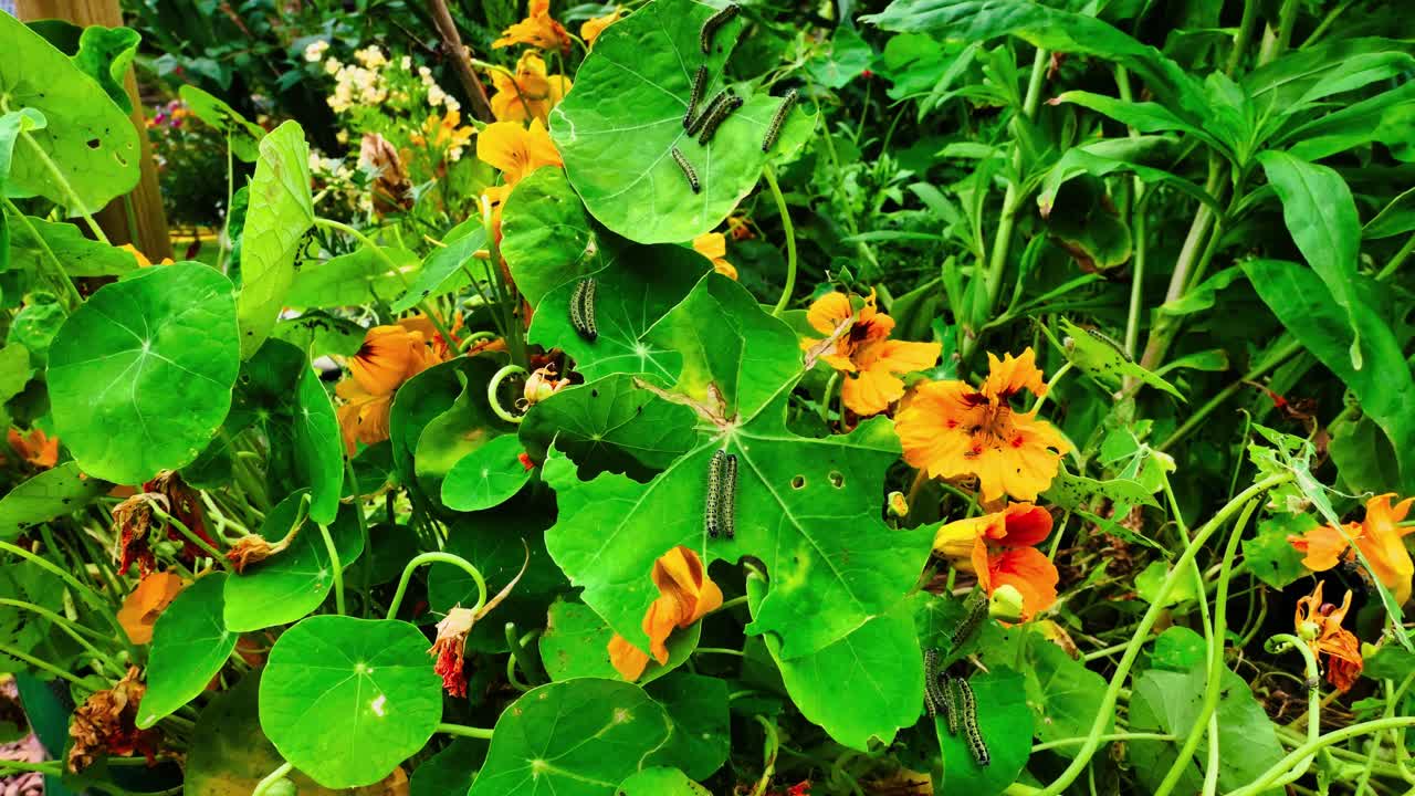 el lapso de tiempo de las mariposas blancas de repollo comiendo hojas de nasturtium