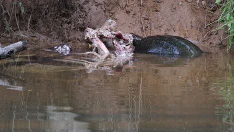 head deep into the water yanking meat from the bones of a sambar deer