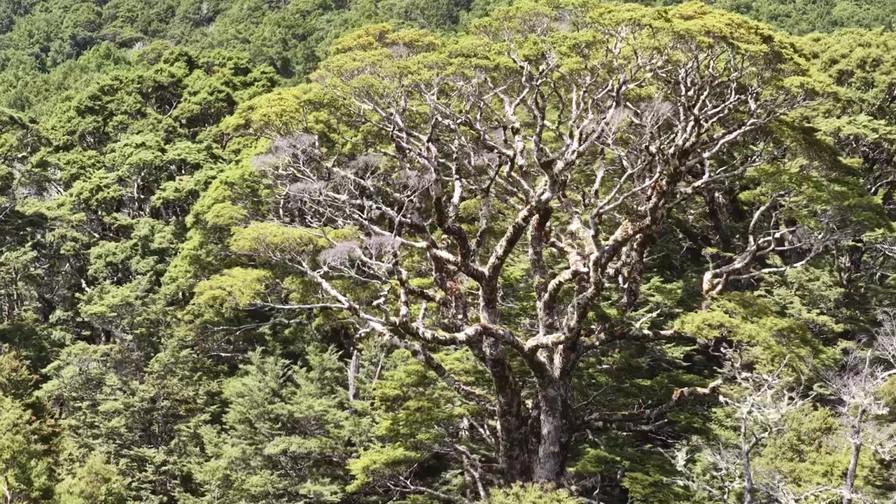 Avvicinamento con drone verso la chioma di una foresta nativa matura sull'Isola del Sud della Nuova Zelanda, vista della natura selvaggia, ambientale e naturale.