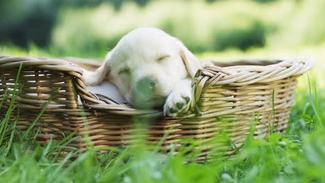 süßer kleiner labrador-welpe, der in einem korb auf dem grünen gras im park schläft