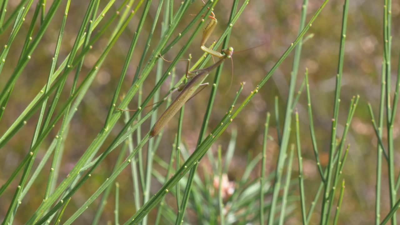 Primo piano di una mantide religiosa verde che si mimetizza con la vegetazione della brughiera a Mehlinger Heide