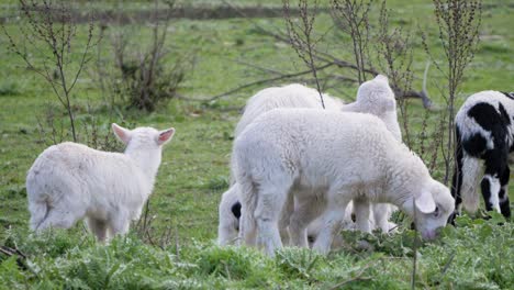 slow motion shot of cute flock of young lambs grazing together in sardinia, italy