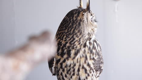 owl in forest through trees