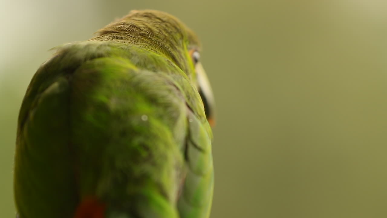 에메랄드 투카네트 (emerald toucanet) - 뒷면에서 가까이 쳐다보는 장면