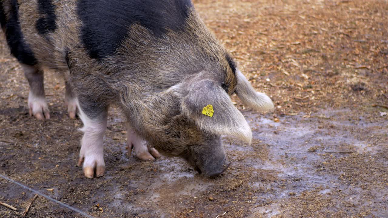 Due maiali colorati che pascolano su terreno sporco.