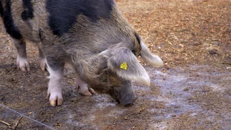 two coloured pig grazing on dirty ground