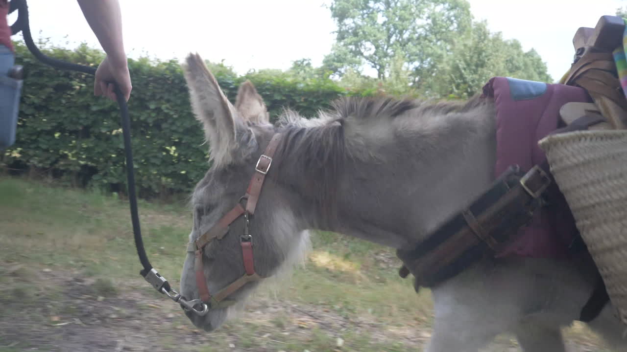 당나귀 머리와 큰 귀