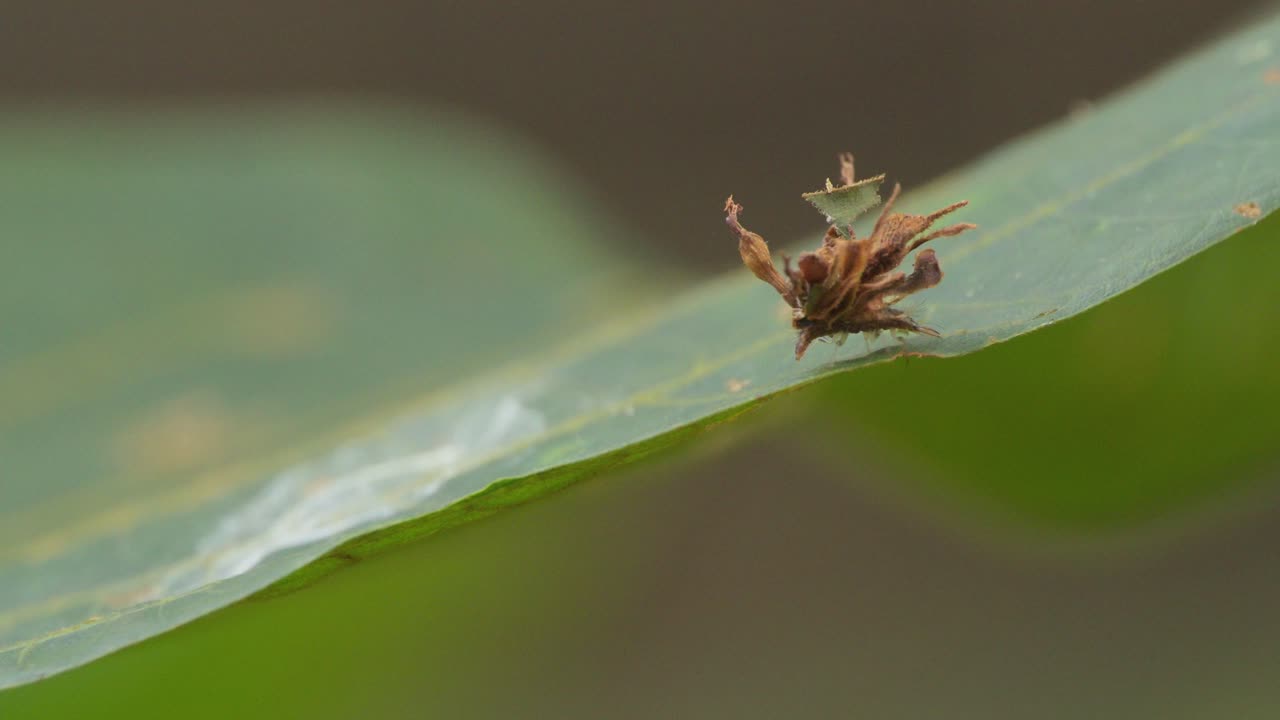 A Junk Bug is seen walking on the surface of a large tropical green leaf, close up follow shot