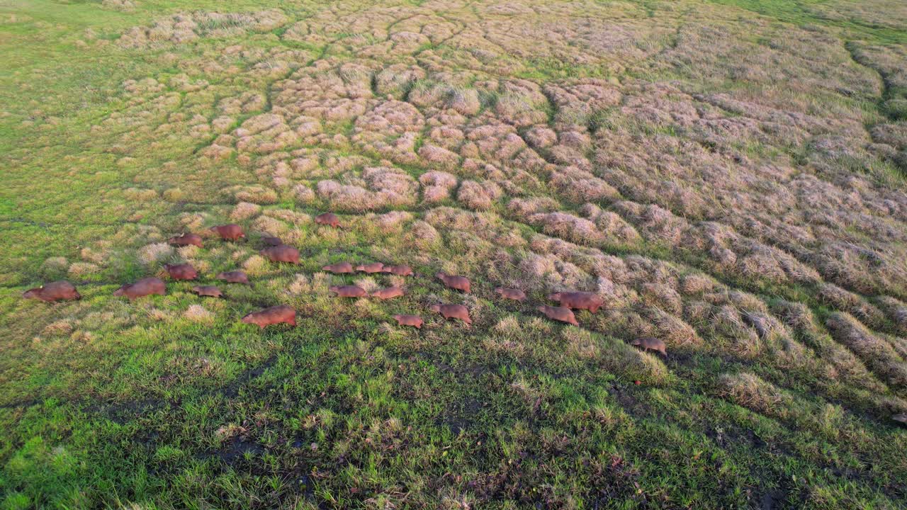 Aerial View of a Herd of Capybaras Walking Through Wetlands