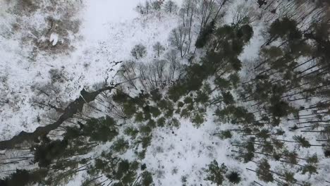 aerial view on the meandering river in winter forest. top view on snowy forest.
