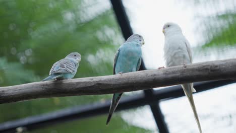 Colorful-beautiful-parakeet-birds-home-interior,-standing-on-a-stick