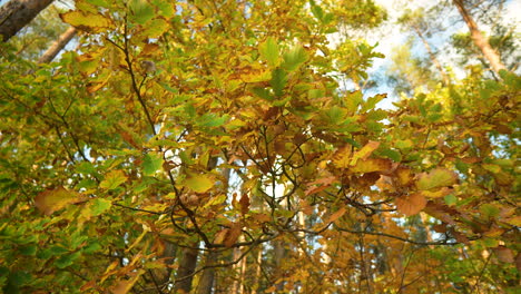 Dappled-autumn-leaves-in-varying-shades-of-yellow-and-green,-highlighting-the-change-of-seasons
