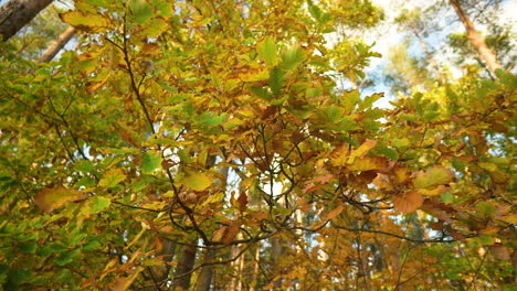 dappled autumn leaves in varying shades of yellow and green, highlighting the change of seasons