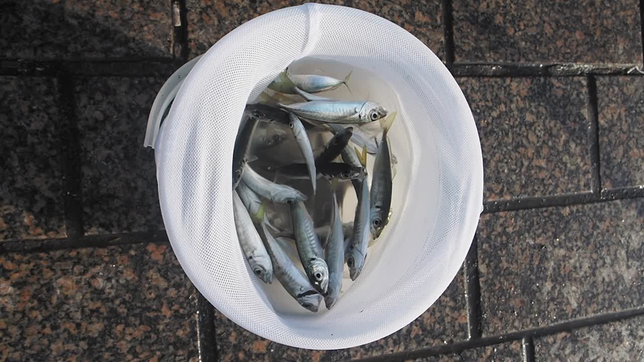Bucket of fish