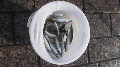bucket of fish