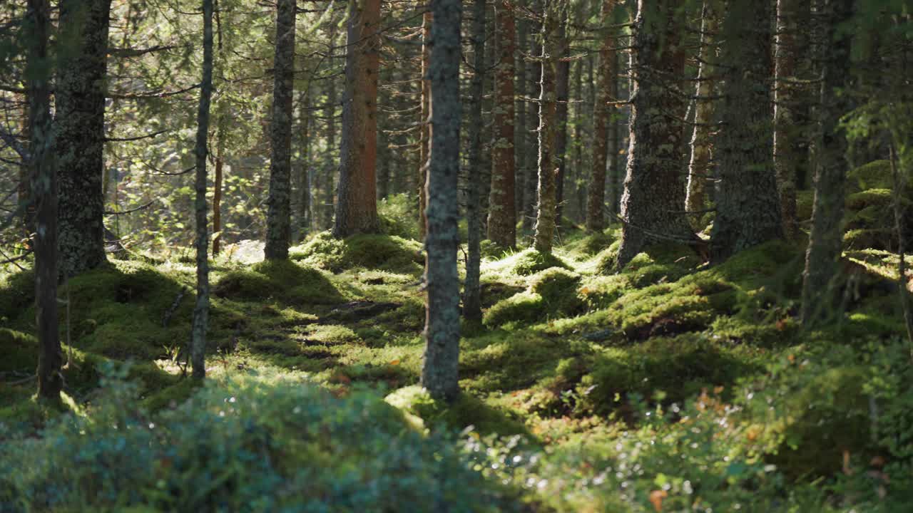 Solen skiner genom trädkronorna och lyser upp den mossbeklädda skogsmarken