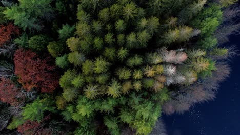 aerial drone video footage rising above a pine forest, colorful deciduous trees, and a pond during peak foliage in fall autumn in the appalachian mountains