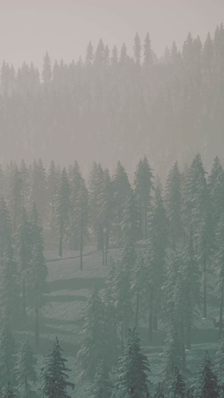 겨울의 안개 숲 풍경