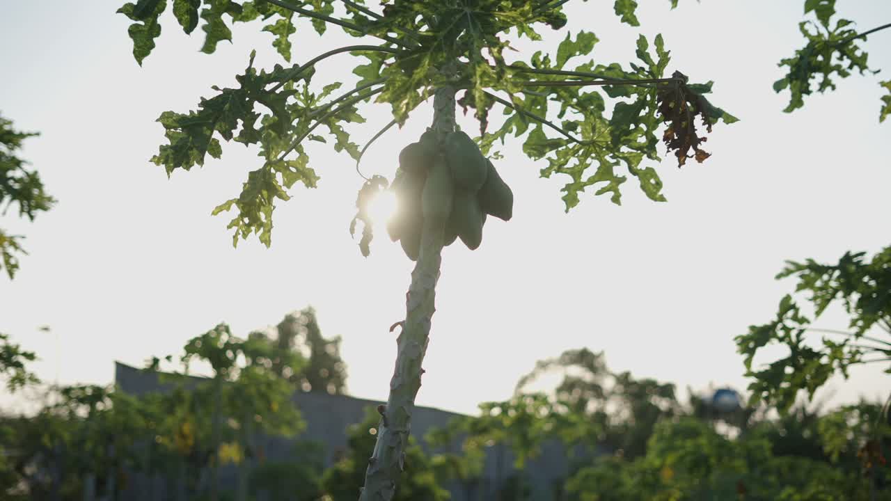 과일 이 있는 파파야 나무