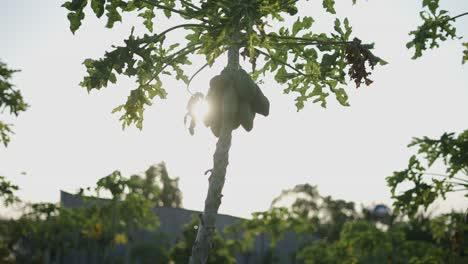 papaya tree with fruits