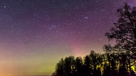 green aurora borealis and starry night sky over silhouetted trees