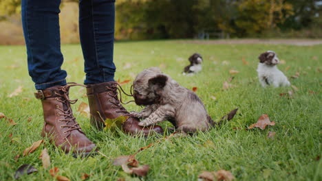un cachorro gracioso jugando con un encaje en el zapato del dueño.