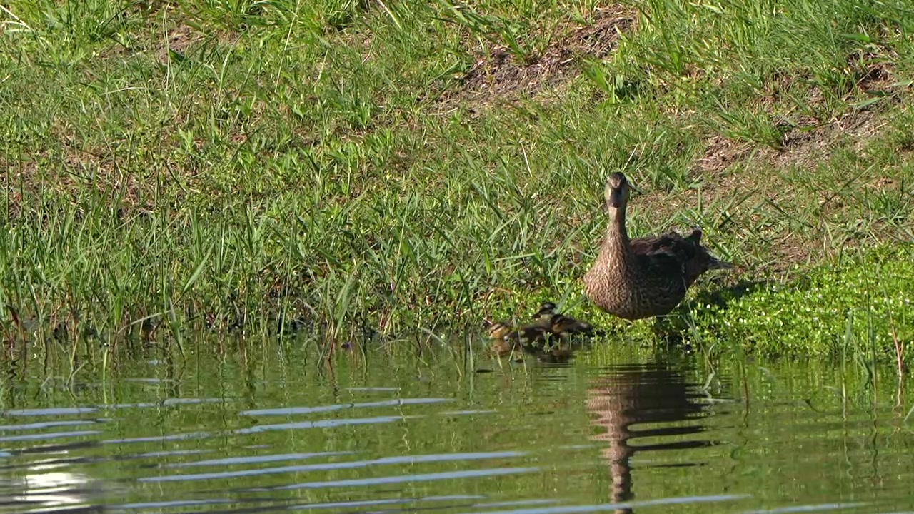 Anatra maculata e anatroccoli sulla riva di un lago