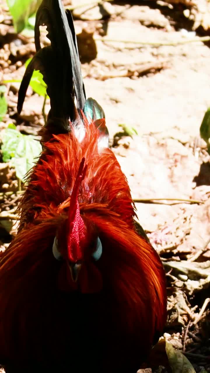 un gallo se alimenta entre hojas y plantas