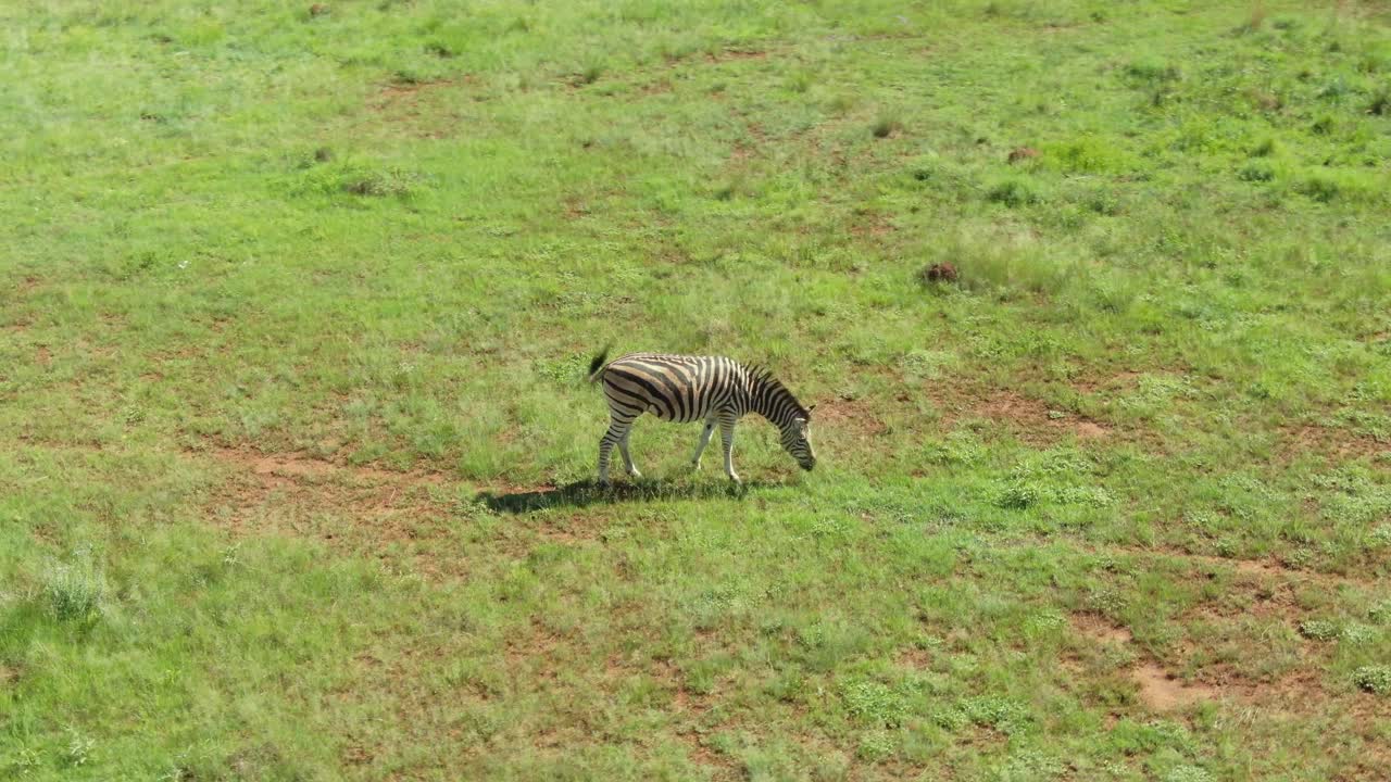 Lone Zebra grazing on summer grass in the wild
