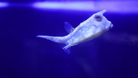 spotted pufferfish in aquarium