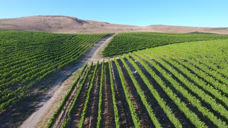 beautiful aerial of hilly vineyards in the grape growing region of californias santa rita appellation 13